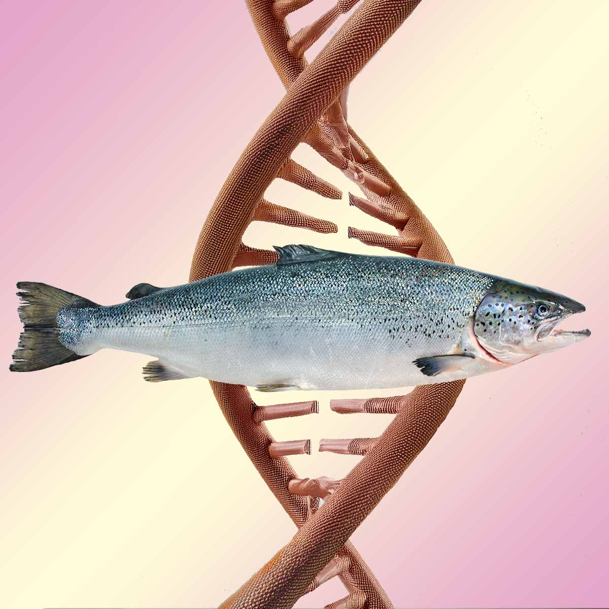 Salmon PDRN Skin Booster 1% (Upgrade)
